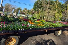 annuals-2