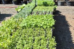 annuals-4