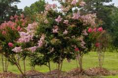 Collentro-Growers-Nursery-Images-1