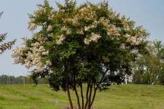 Collentro-Growers-Nursery-Images-3