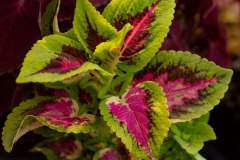 Collentro-Growers-Nursery-Images-4
