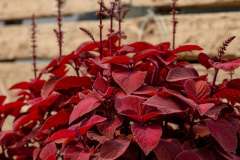 Collentro-Growers-Nursery-Images-5
