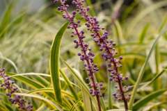 Collentro-Growers-Nursery-Images-6