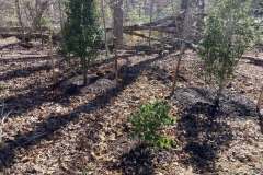 Planting-Services-7