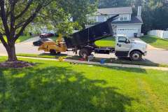 Tree-Trimming-Fall-1