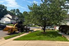 Tree-Trimming-Fall-2
