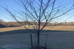 Landscaping-St-Inigoes-MD-6