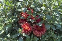 Mums-Are-Here-3