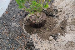 Planting-and-Landscape-Cleanup-3