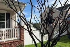 Crape-Myrtle-Scale-5