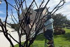 Crape-Myrtle-Scale-6