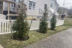 Tree-Installation-2