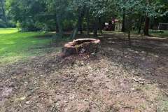 Tree-Consultations-1