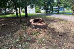 Tree-Consultations-2