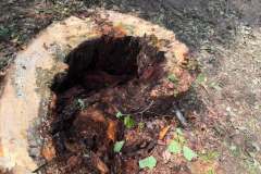 Tree-Consultations-3