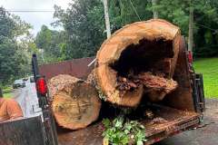 Tree-Consultations-4