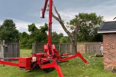 St Mary's Tree Removal