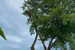 Tree Cutting St Mary's