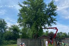 Tree Removal St Mary's