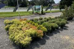 Growing-Prince-Frederick-Nursery-10