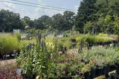 Growing-Prince-Frederick-Nursery-11