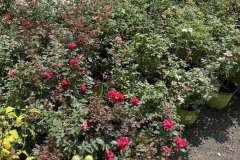 Growing-Prince-Frederick-Nursery-12