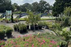 Growing-Prince-Frederick-Nursery-4