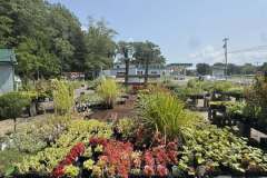 Growing-Prince-Frederick-Nursery-6